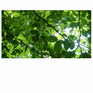 亚洲制服丝袜中文字幕无码
